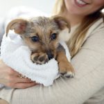 How To Keep Your Dog’s Paws Clean?