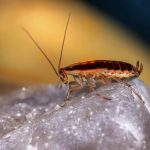 Can Cockroaches Live in Your Balls? Debunking the Myth
