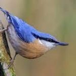 Birds to Look for in January and February2
